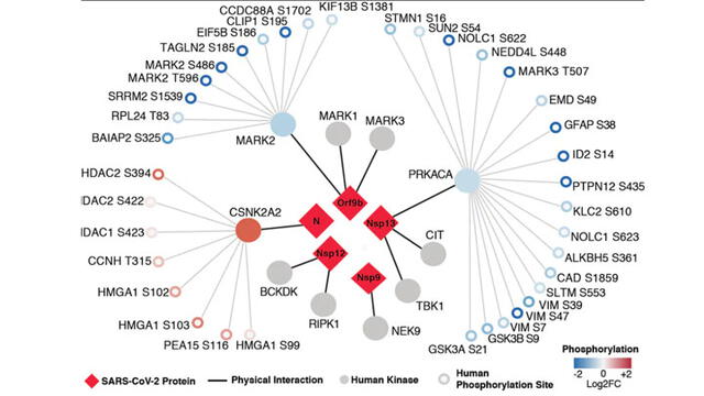 Este mapa muestra cómo el coronavirus cambia la función de las quinasas (interruptores celulares involucrados en la mayoría de los procesos biológicos) y las proteínas que controlan. Foto: Investigadores de la Universidad de California