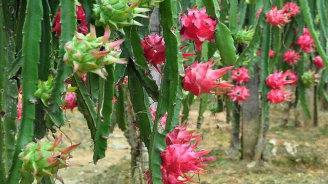 ¿Por qué la pitahaya recibe el nombre de ‘fruta del dragón’?