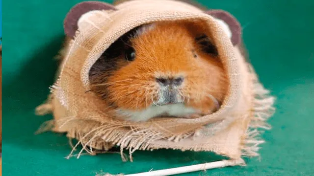 Facebook viral: cuy peruano se vuelve ‘cosplayer' y desata furor en redes sociales [FOTOS]