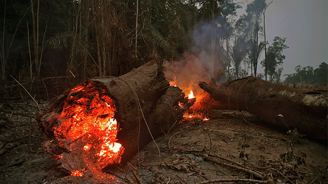 La estructura de las plantas también se ve afectada por los sucesivos incendios. Foto: AFP.