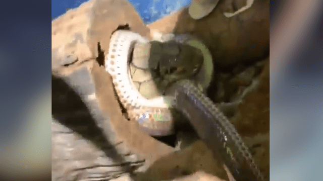 Dos letales serpientes se enfrentan a muerte.