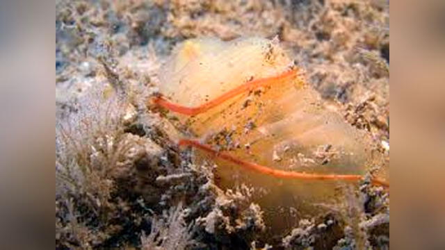 Cephalothrix simula hallado en el lecho marino. Foto: ecoast.
