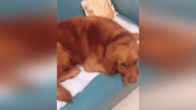 Facebook viral: joven levanta la oreja de su perro y descubre dentro un extraño animal [VIDEO] 