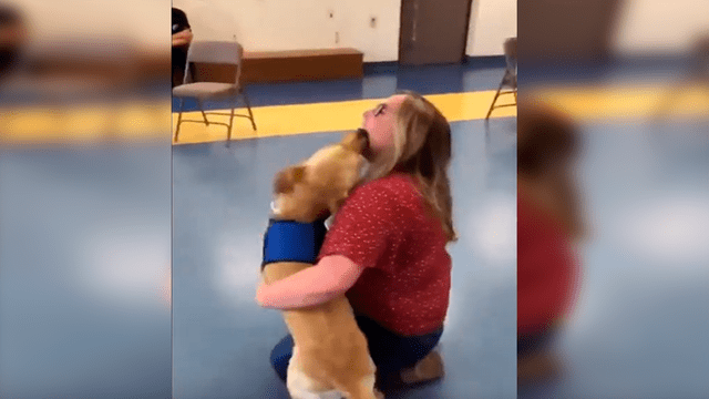 YouTube viral: perro guía se reencuentra con su maestra y tiene conmovedora reacción [VIDEO]