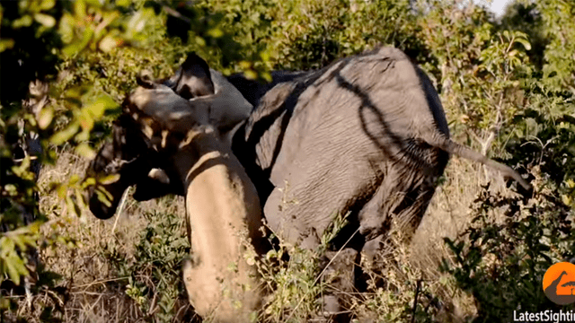 YouTube viral: hambrienta leona caza a elefante para alimentar a sus crías y sucede lo inesperado [VIDEO]