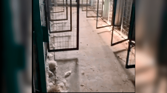 Masacre animal: hallan más de 200 perros y gatos muertos en contenedor 