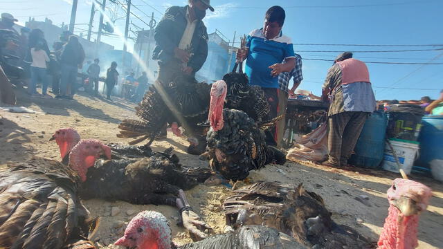 Venta de pavos en Chiclayo