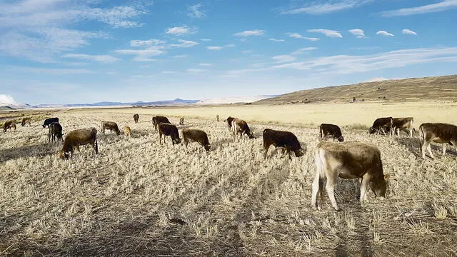 ganadeRíA. Lagunillas mejoró ganadería en Mañazo. Producen leche, quesos y carne.