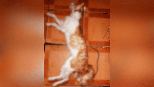 Hallan gato desollado y disecado en casa de hombre investigado por maltrato animal