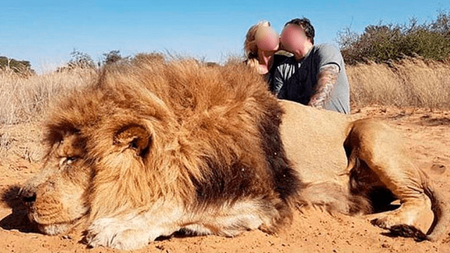 León ejecutado en África. Foto: Difusión