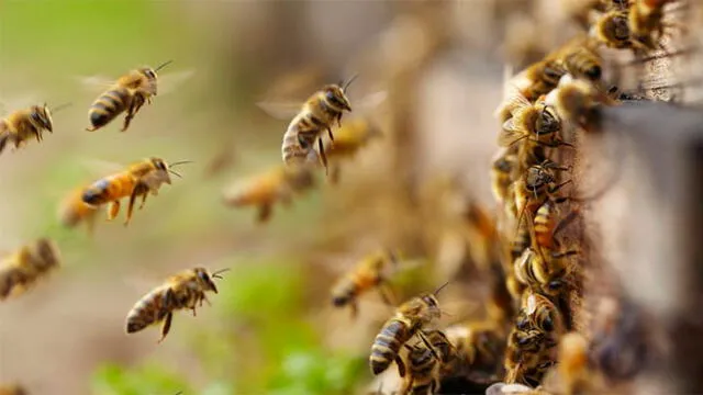 Las abejas mostraron una especie de pánico ante este fenómeno astronómico. Foto: Difusión.