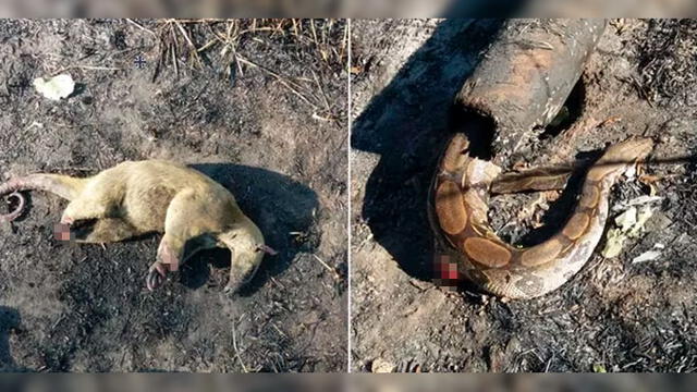 Los animales también han sufrido quemaduras en el estado - Foto: Archivo / Departamento de Bomberos de Acre