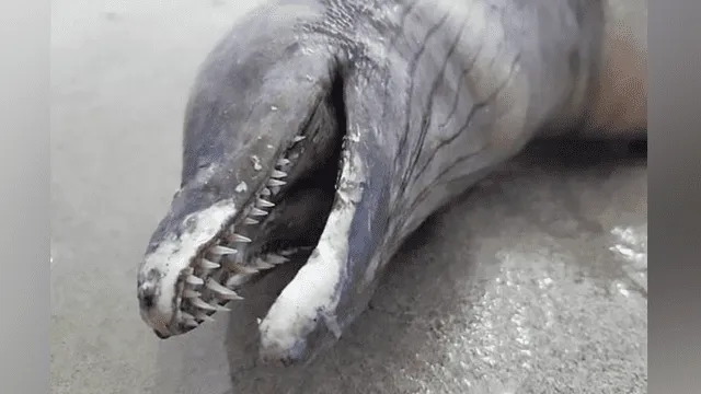 Facebook viral: bañistas encuentran terrorífica criatura que tiene cabeza de delfín y dientes afilados