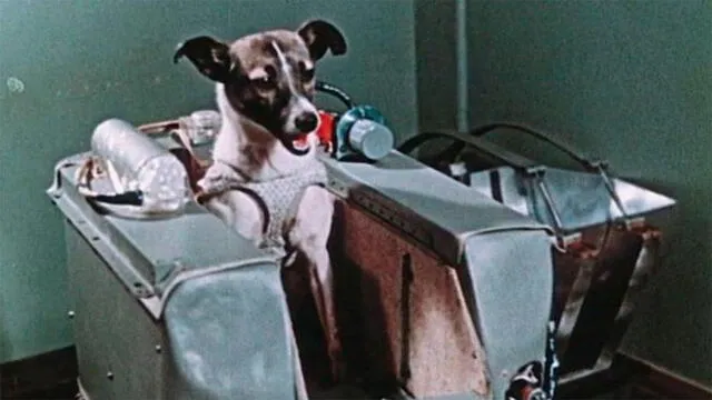 Laika fue entrenada durante semanas dentro de la cápsula. Foto: BBC.