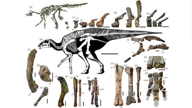 Diversos huesos del Kamuysaurus japonicus. Imagen: Scientific Reports.