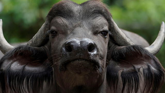 El buey es el animal del zodiaco para este Año Nuevo Chino. Foto: EFE/Wallace Woon