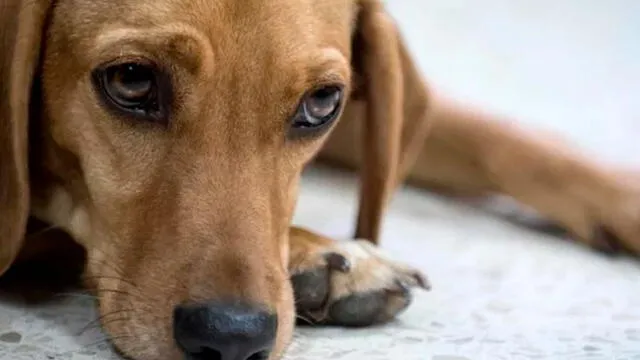 Campeón, es el primer perro en América Latina en asistir a un juicio en calidad de víctima. Foto: AFP.