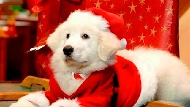 Navidad: 10 vestuarios para que tu mascota luzca impecable en la Noche Buena [FOTOS]