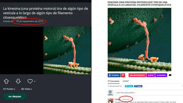 Imágenes indican que  se trata de una kinesina y no de una miosina.