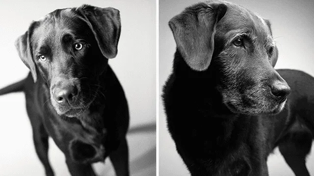 Conmovedor proyecto fotográfico muestra el paso a la vejez de los perros [FOTOS]