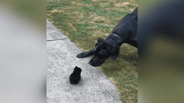 Perro conoce a gato bebé