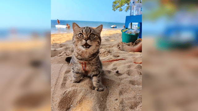 Facebook viral: mujer lleva a su gato a conocer paradisiaca playa y este tiene emotiva reacción [FOTOS]