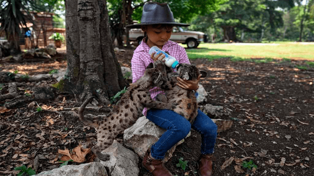 Coronavirus – México – animales