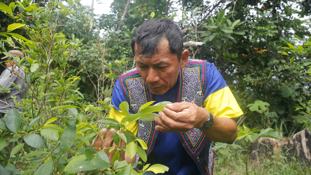 Los cultivos de coca en Perú se expanden a 72.000 hectáreas, según la Casa Blanca