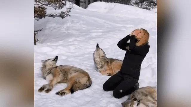 Facebook viral: Mujer aúlla para despertar a lobos y depredadores tienen  inesperada reacción | video | viral | México | Mx | redes sociales |  depredador | Tendencias | La República
