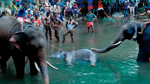 India – muerte – animales – maltrato animal
