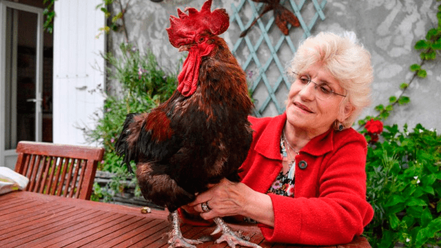 Muere ‘Maurice’, el gallo que tenía prohibido cantar tras ser demandado por sus vecinos