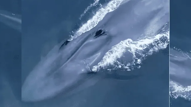 Enorme ballena azul emerge del mar.