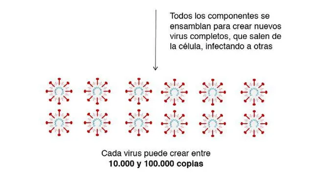 Una vez dentro de la célula humana, el coronavirus se replica hasta 100 000 veces. Foto: BBC.