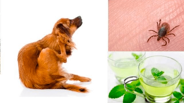 Mitos y verdades sobre los tratamientos “caseros” para las mascotas |  animales | perros | veterinaria | ATMP | Mascotas | La República
