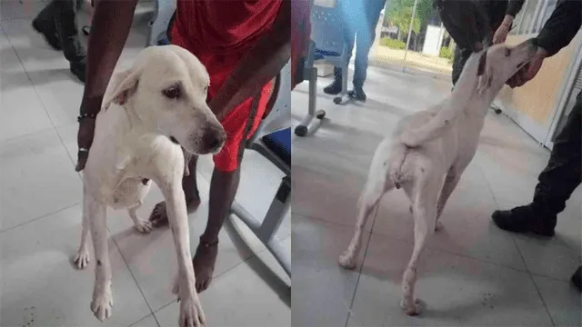 Colombia – maltrato animal – mascotas – abuso sexual