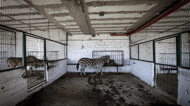 Retrasan rescate de animales maltratados y desnutridos del “zoológico del infierno” [FOTOS] 