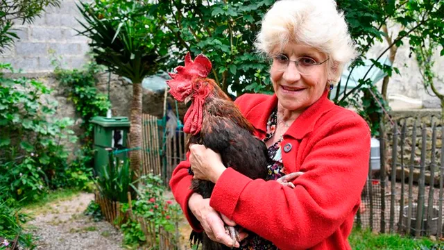Muere ‘Maurice’, el gallo que tenía prohibido cantar tras ser demandado por sus vecinos