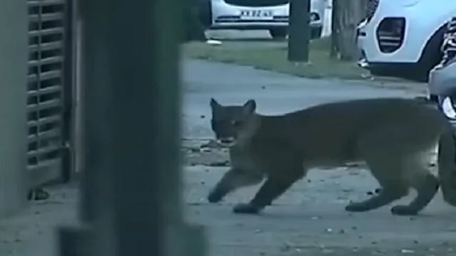 En Chile captaron a un puma caminando en calles.