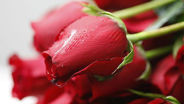 Las flores, en particular las rosas, son los obsequios más clásicos en el Día de San Valentín. Foto: difusión.