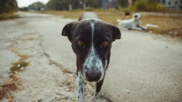 Los perros de Chernóbil: ¿qué pasó con las mascotas de las víctimas y quiénes pueden cuidarlos?