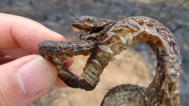 Una cría de serpiente muere carbonizada por un incendio forestal: BBC / Izar