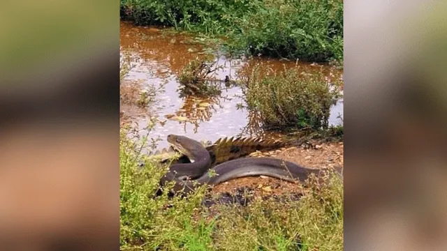 Facebook viral: graban a gigantesca serpiente devorando a enorme cocodrilo  en pocos minutos | Turista | Viral | Australia | Mx | Redes Sociales |  Pitón | Depredador | Tendencias | La República