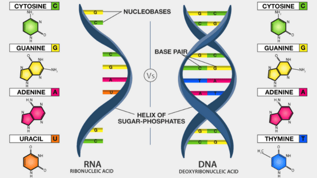 Representación de el ARN (izquierda) y el ADN (derecha). Créditos: Scholars Ark.