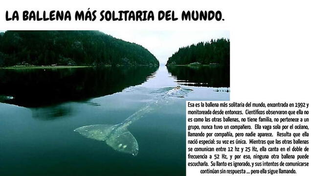 Publicación de Facebook sobre la ballena solitaria.