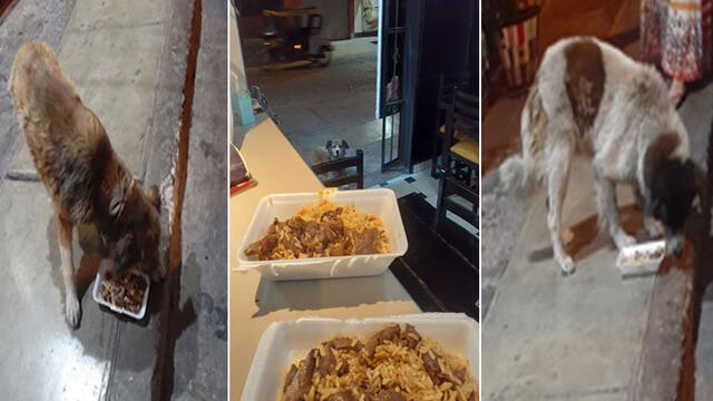 Restaurante reúne la comida que le sobra y prepara delicioso ‘menú’ para perritos callejeros [FOTOS]