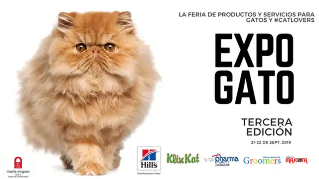 ExpoGato