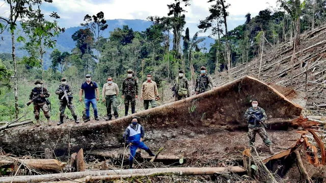 Talan árboles en Bosque de Protección Alto Mayo. Foto: Ministerio Público