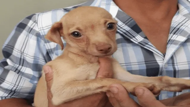 Buscan nuevo hogar para animales que fueron rescatados en Mesa Redonda [VIDEO]