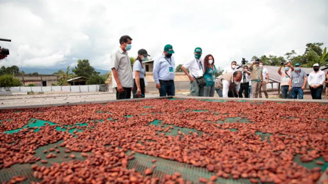 Cadenas productivas del cacao en San Martín