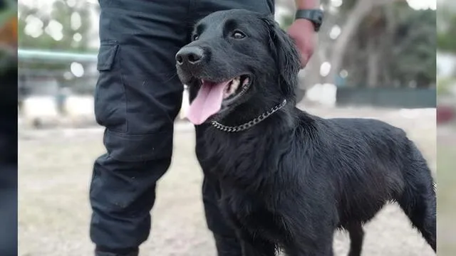  Mascotas rescatadas de las calles conforman la Brigada Canina de Surco [FOTOS]